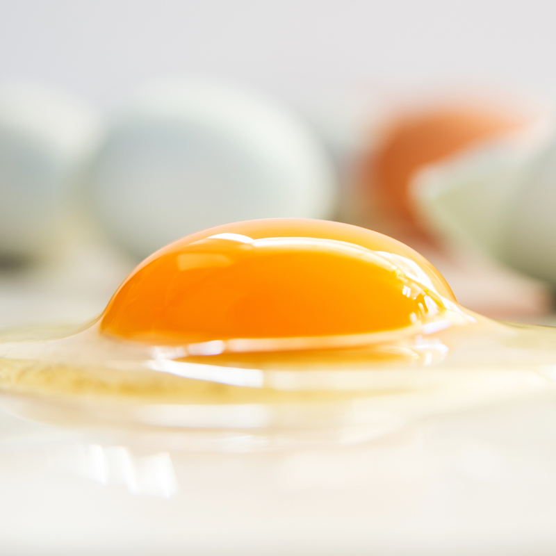 Egg Yolk Life Extension Europe: Closeup of egg yolk